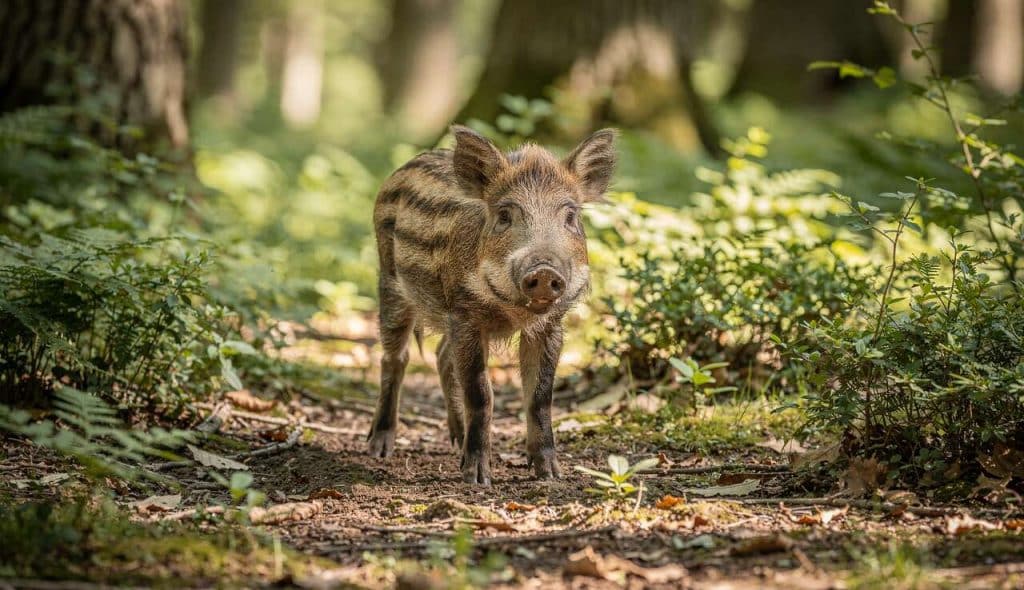 Est-il permis de chasser le marcassin ?