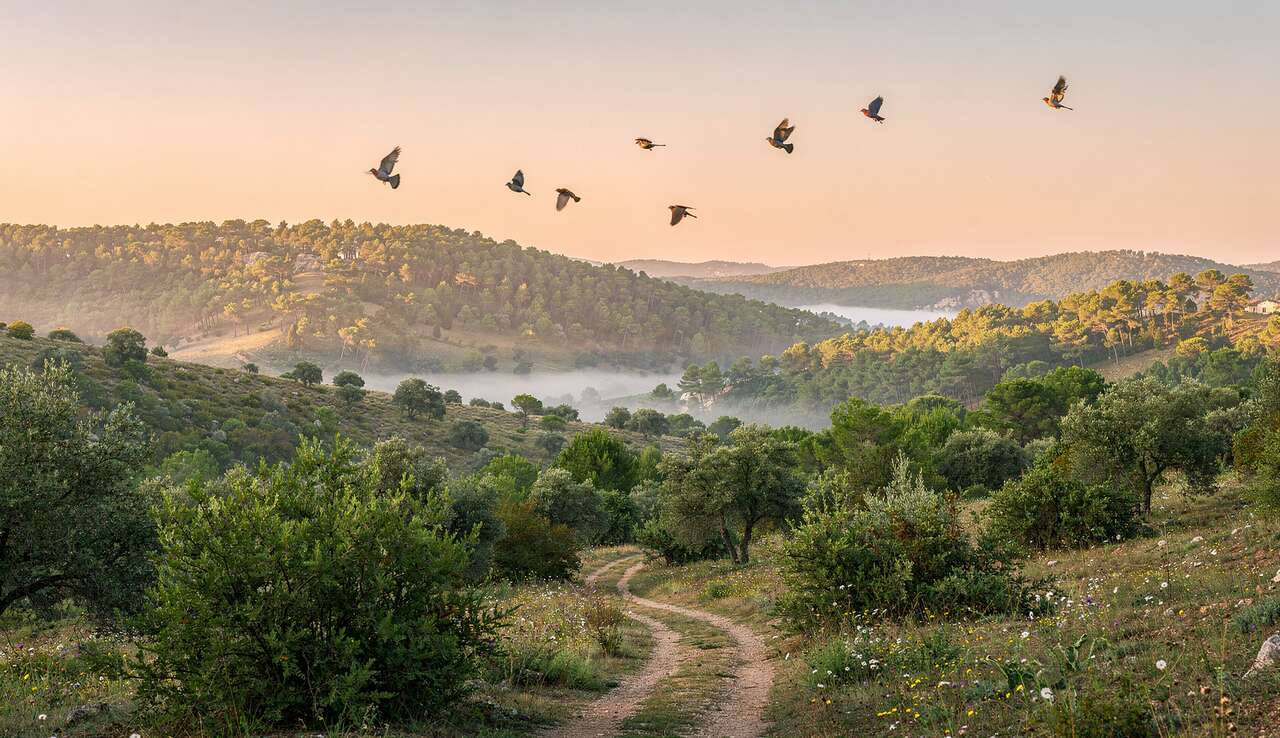 Arrêté sur la chasse de certains oiseaux dans le Var