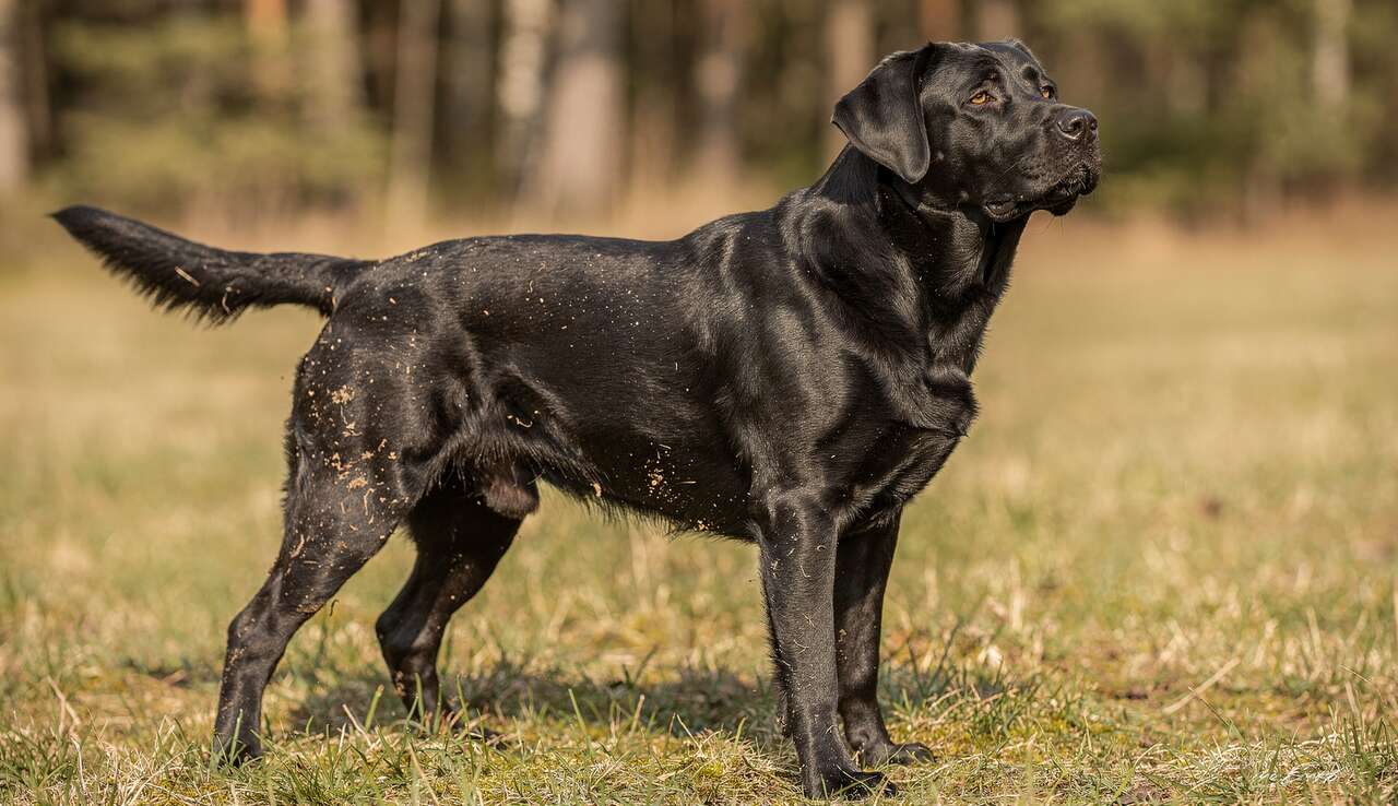 Caract&eacute;ristiques physiques du labrador