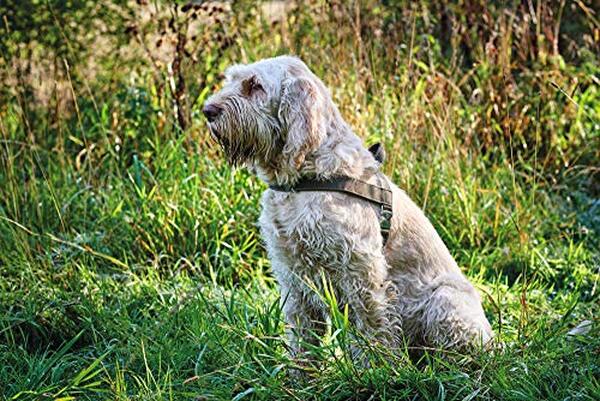 Découvrez notre test complet du harnais norvégien Hunter pour chien de chasse noir : confort, sécurité et performance au rendez-vous. Faites le bon choix pour votre fidèle compagnon de chasse.