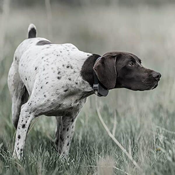 Découvrez notre test complet sur le collier de dressage sportDOG SportTrainer avec sa télécommande submersible et ses 21 niveaux de stimulation pour un entraînement optimal de votre chien
