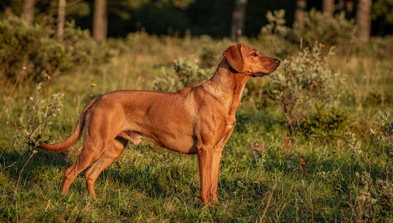 Qualités essentielles d'un chien de chasse