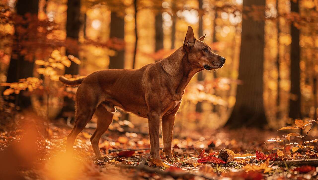 Les différents types de chiens de chasse