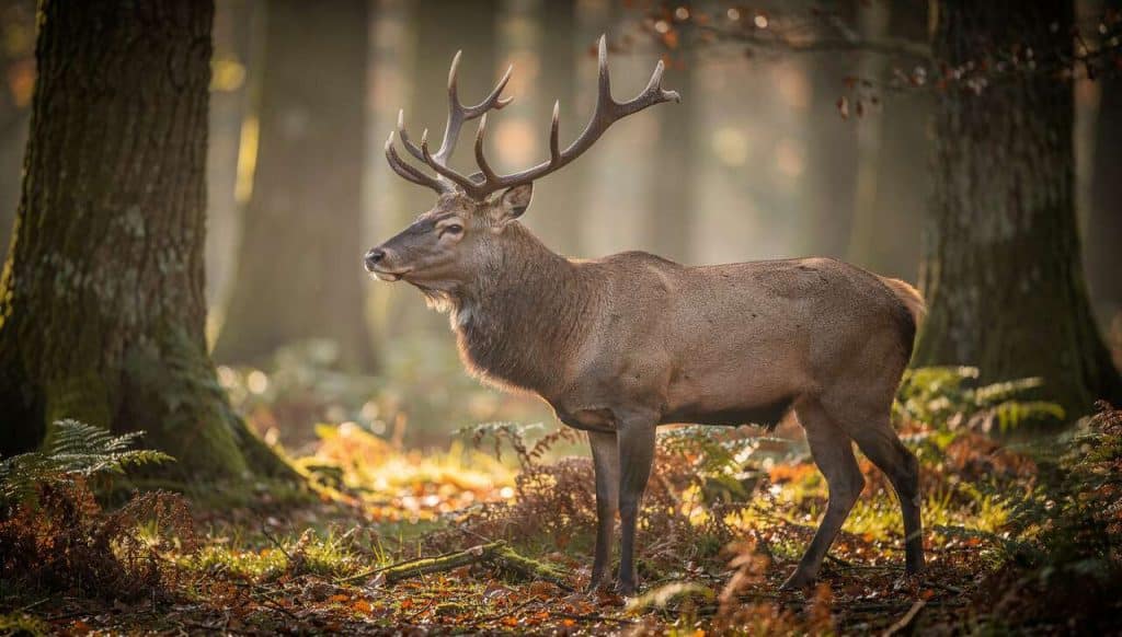 Chasse du cerf au brame : techniques et conseils