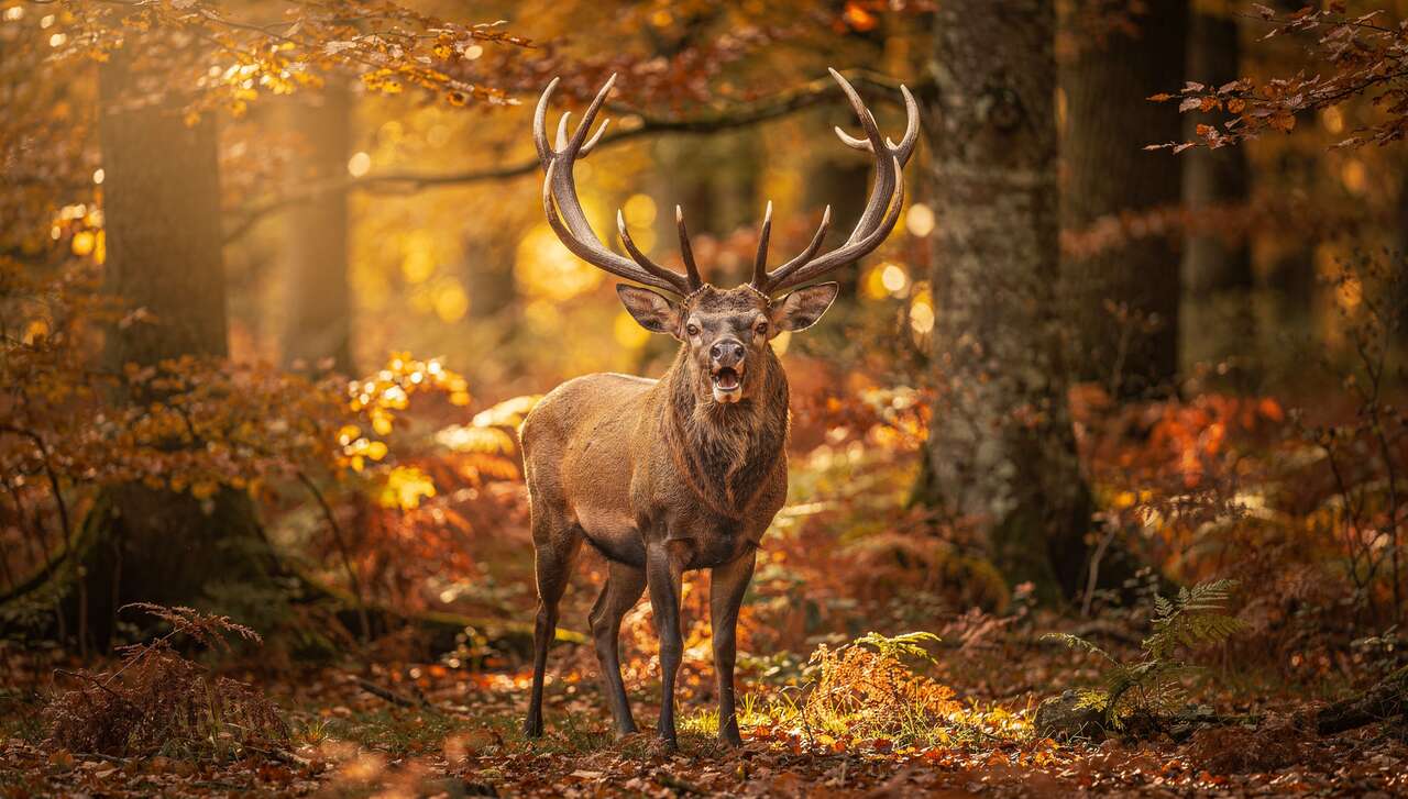Introduction au brame du cerf