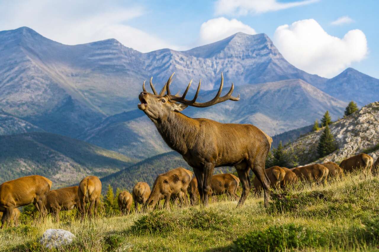 Brame du cerf : immersion dans les Pyrénées